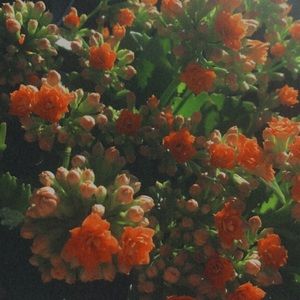 Meet your Posher, Destiny